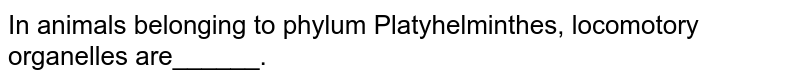 In animals belonging to phylum Platyhelminthes, locomotory organelles are______.