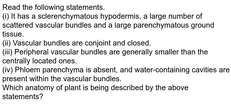 Read the following statements. (i) It has a sclerenchymatous hypodermis, a large number of scattered vascular bundles and a large parenchymatous ground tissue. (ii) Vascular bundles are conjoint and closed. (iii) Peripheral vascular bundles are generally smaller than the centrally located ones. (iv) Phloem parenchyma is absent, and water-containing cavities are present within the vascular bundles. Which anatomy of plant is being described by the above statements?
