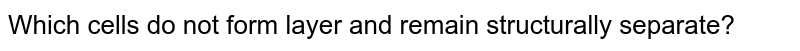 Which cells do not form layer and remain structurally separate?
