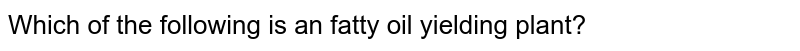 Which of the following is an fatty oil yielding plant?