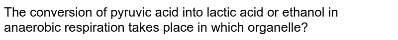 The conversion of pyruvic acid into lactic acid or ethanol in anaerobic respiration takes place in which organelle?