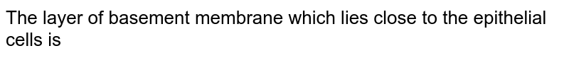 The layer of basement membrane which lies close to the epithelial cells is