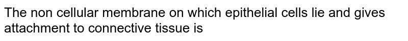 The non cellular membrane on which epithelial cells lie and gives attachment to connective tissue is