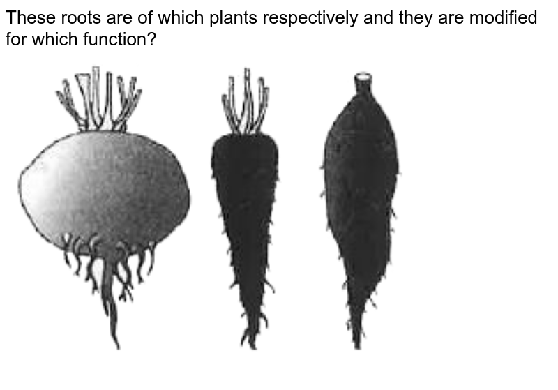 These roots are of which plants respectively and they are modified for which function?
