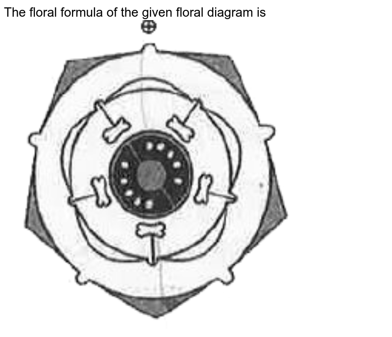 The floral formula of the given floral diagram is