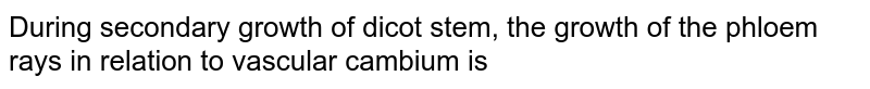 During secondary growth of dicot stem, the growth of the phloem rays in relation to vascular cambium is