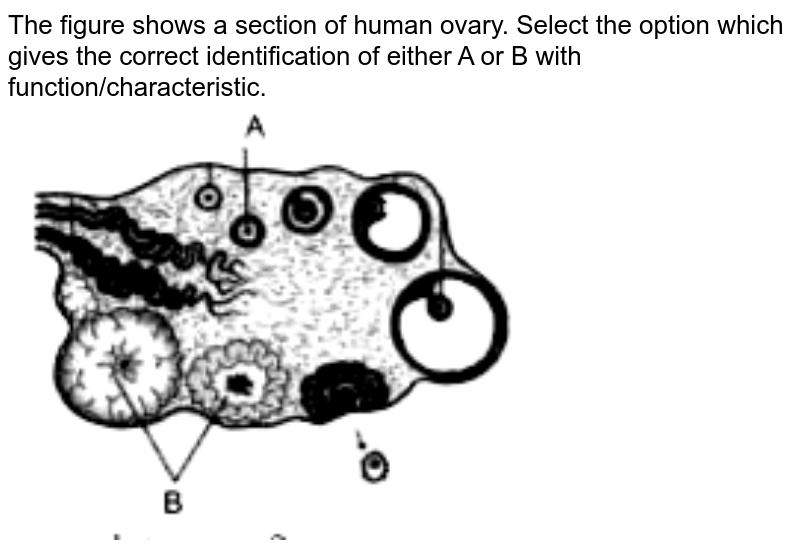 The figure shows a section of human ovary. Select the option which gives the correct identification of either A or B with function/characteristic. <br> <img src="https://doubtnut-static.s.llnwi.net/static/physics_images/AKS_NEET_OBJ_BIO_XI_V01_B_C13_E03_020_Q01.png" width="80%">