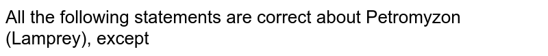 All the following statements are correct about Petromyzon (Lamprey), except