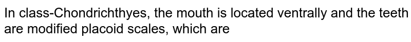 In class-Chondrichthyes, the mouth is located ventrally and the teeth are modified placoid scales, which are