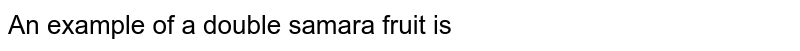 An example of a double samara fruit is