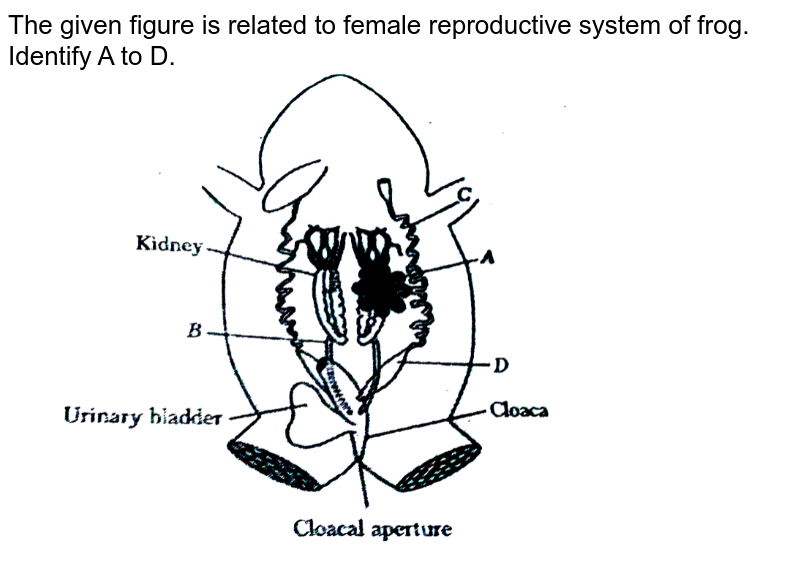 The given figure is related to female reproductive system of frog. Identify A to D.
