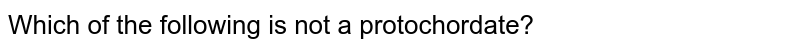 Which of the following is not a protochordate?