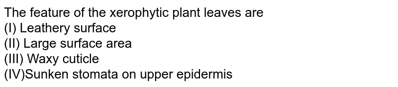 The feature of the xerophytic plant leaves are (I) Leathery surface (II) Large surface area (III) Waxy cuticle (IV)Sunken stomata on upper epidermis