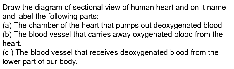 Draw the diagram of sectional view of human heart and on it name and label the following parts: (a) The chamber of the heart that pumps out deoxygenated blood. (b) The blood vessel that carries away oxygenated blood from the heart. (c ) The blood vessel that receives deoxygenated blood from the lower part of our body.