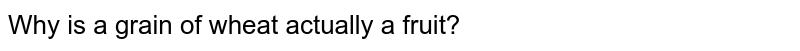 Why is the grain of wheat really fruit?