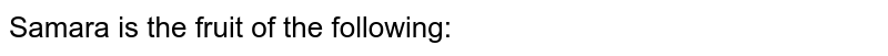 Samara is the fruit of the following: