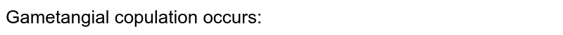 Gametangial copulation occurs: