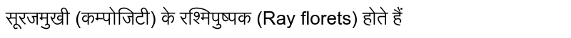 सूरजमुखी (कम्पोजिटी) के रश्मिपुष्पक (Ray florets) होते हैं  