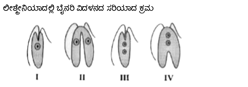 binary fission in leishmania