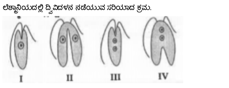 binary fission in leishmania