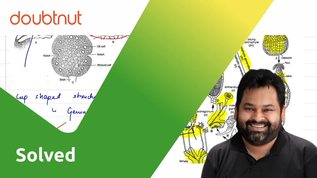 Name three groups of plants that bear archegonia. Briefly describe the