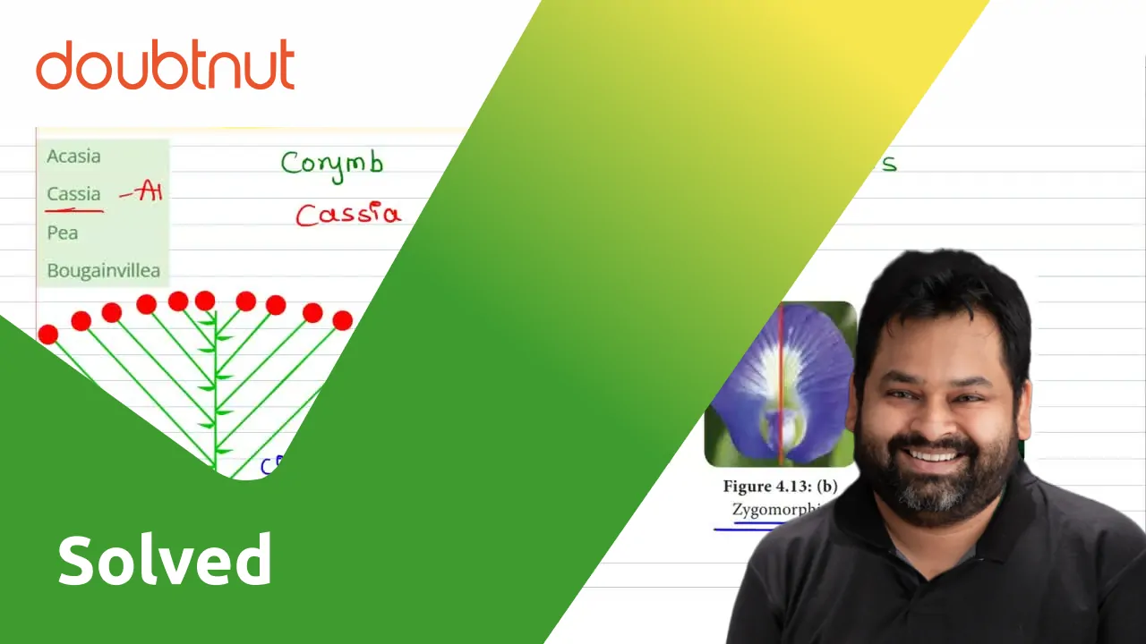 A corymb with zygomorphic flowers is found in