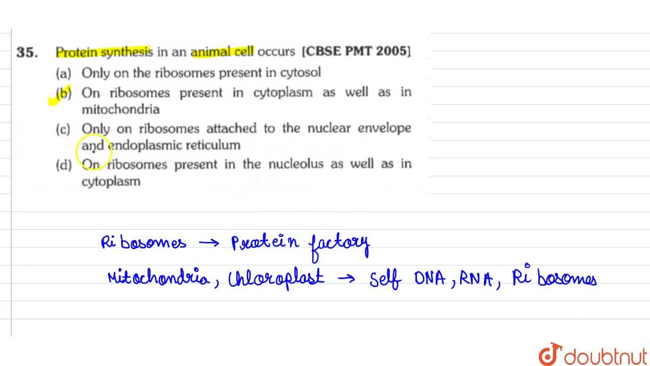 Only on ribosomes attached to the nuclear envelope and endoplasmic reticulum