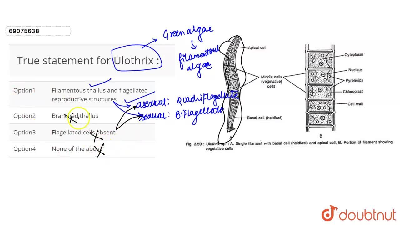 ulothrix structure