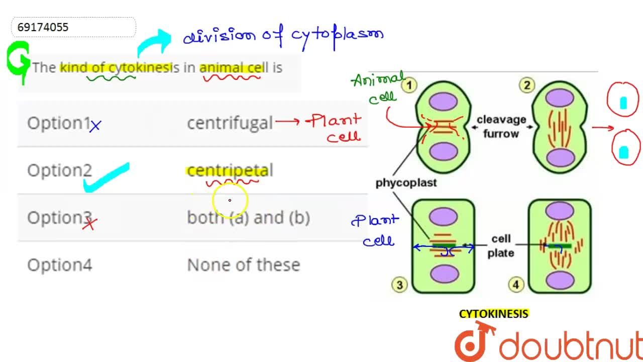 The kind of cytokinesis in animal cell is