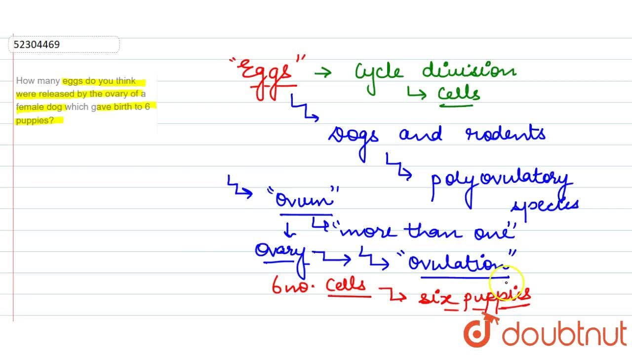 how many eggs are released during ovulation in dogs