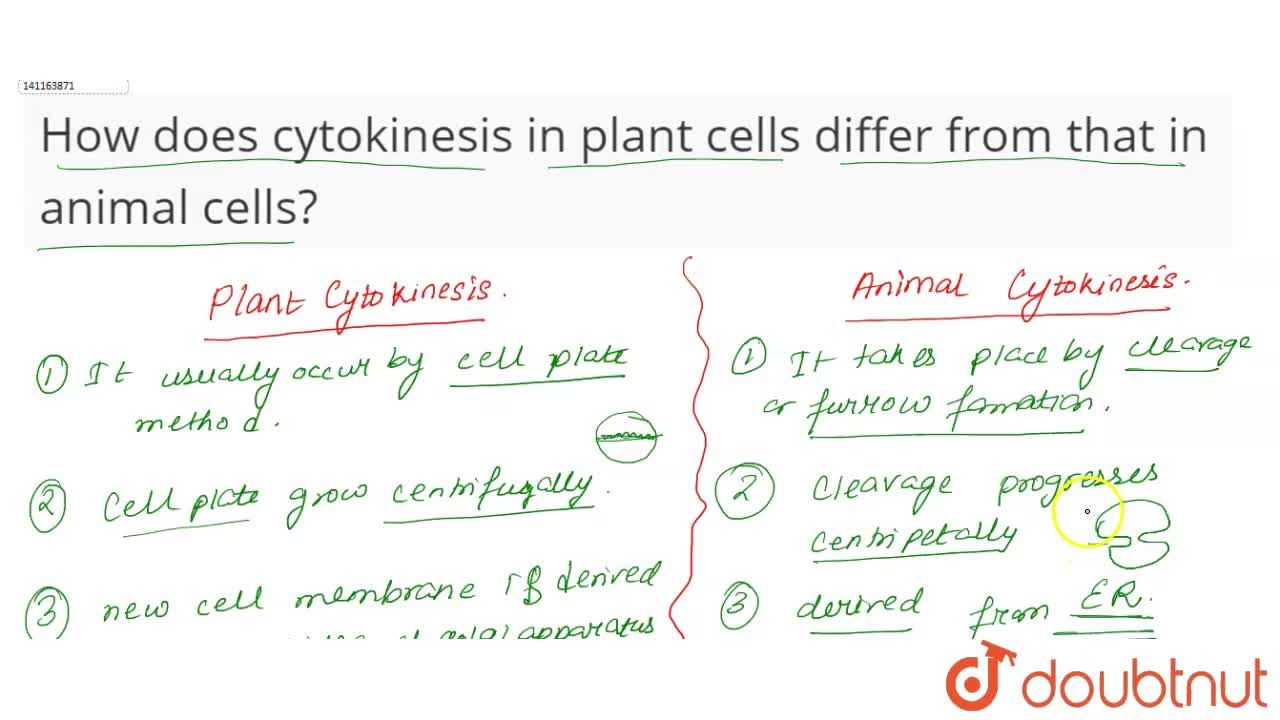 How does cytokinesis in plant cells differ from that in animal cells?