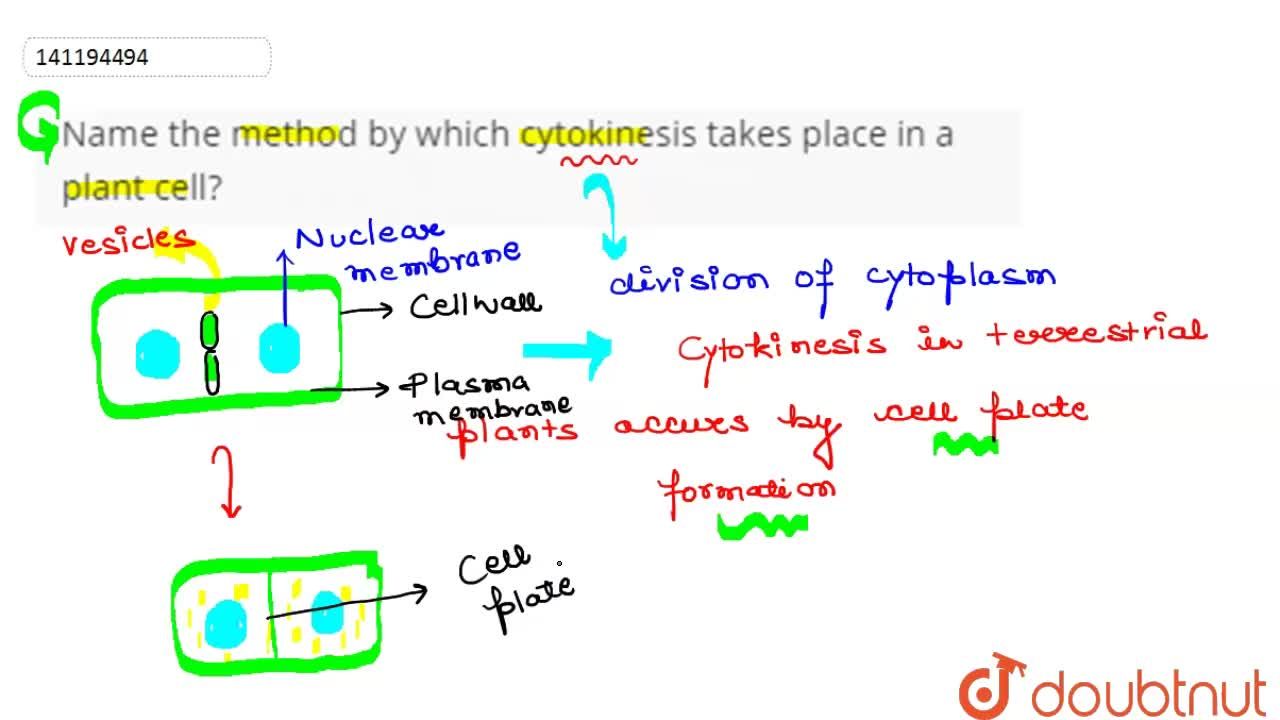Name the method by which cytokinesis takes place in a plant cell?