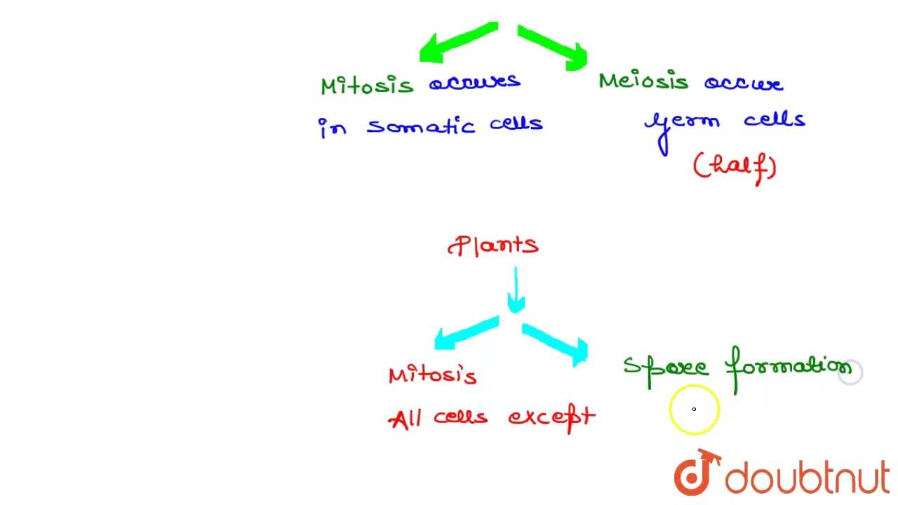 Where do mitosis and meiosis occur in animal and plants?