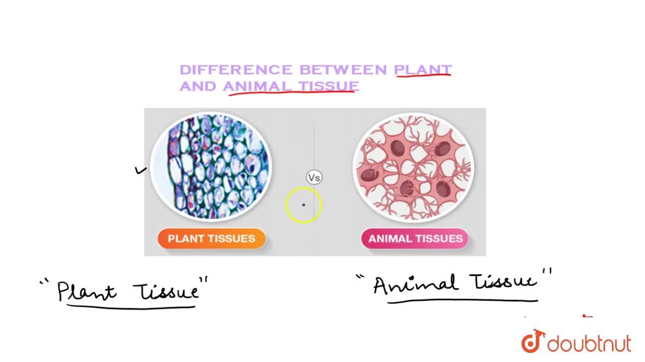 ARE THE PLANT AND ANIMAL TISSUES ARE SAME?