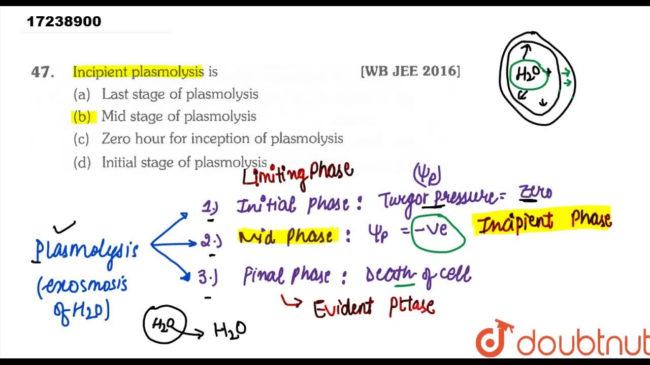 what is incipient plasmolysis