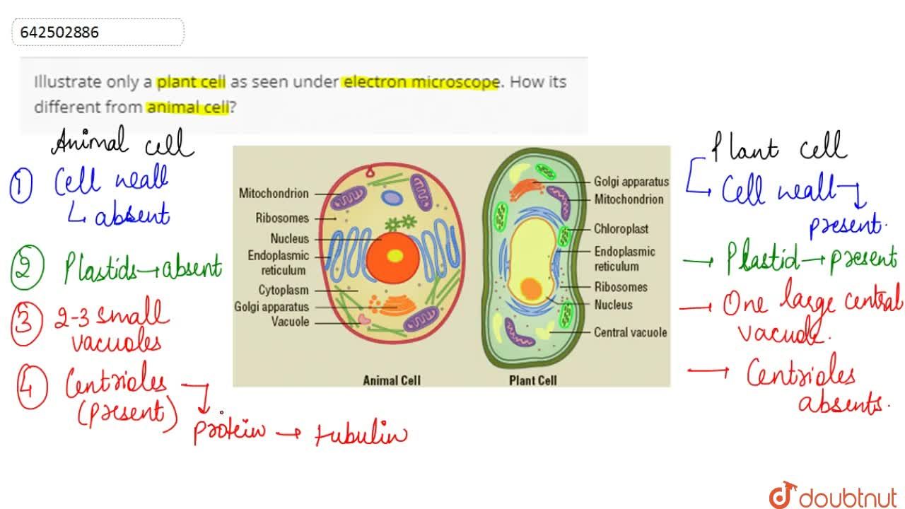 Illustrate only a plant cell as seen under electron microscope. How its  different from animal cell?