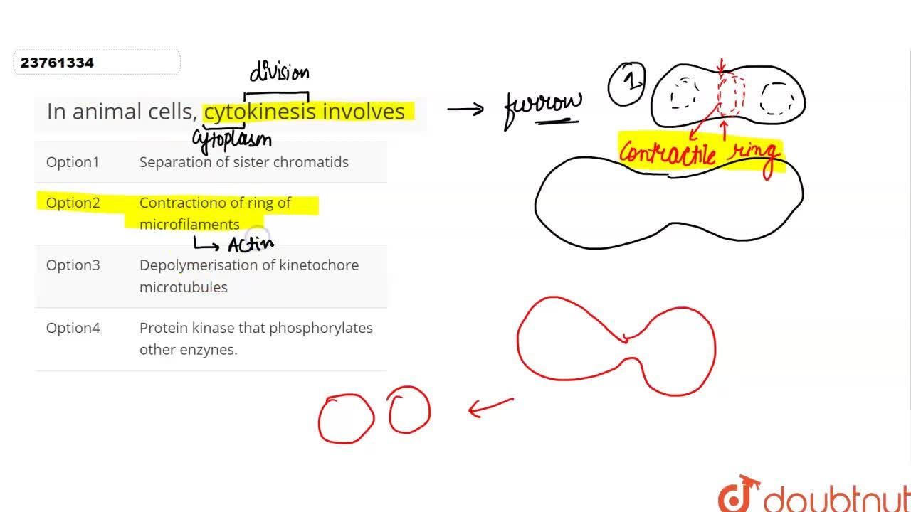 Depolymerisation of kinetochore microtubules