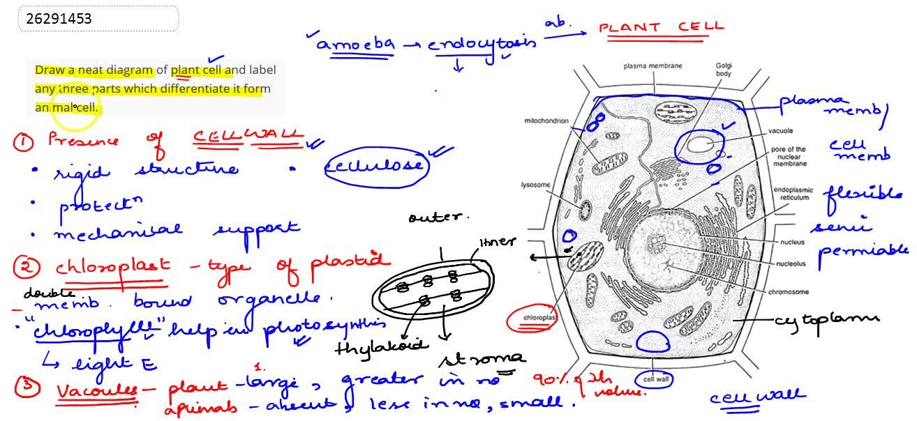 Draw a neat diagram of plant cell and label any three parts which  differentiate it form animal cell.