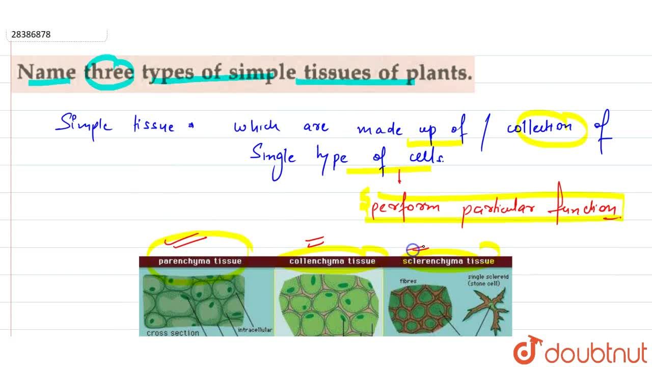 simple tissue in plants