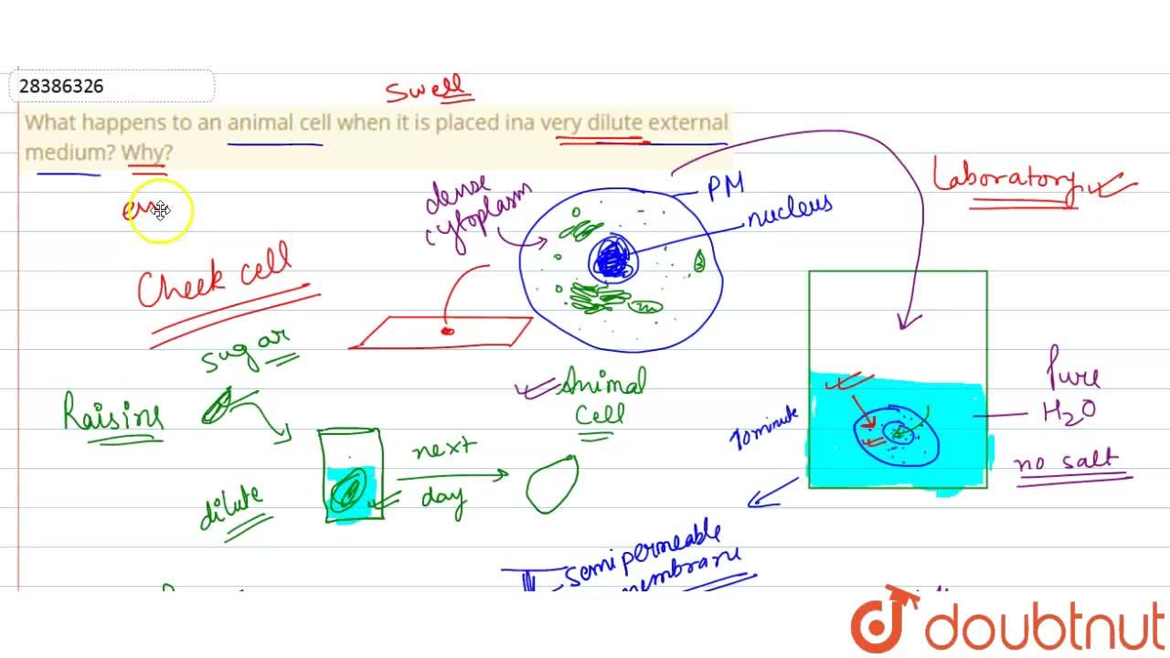 What happens to an animal cell when it is placed ina very dilute external  medium? Why?
