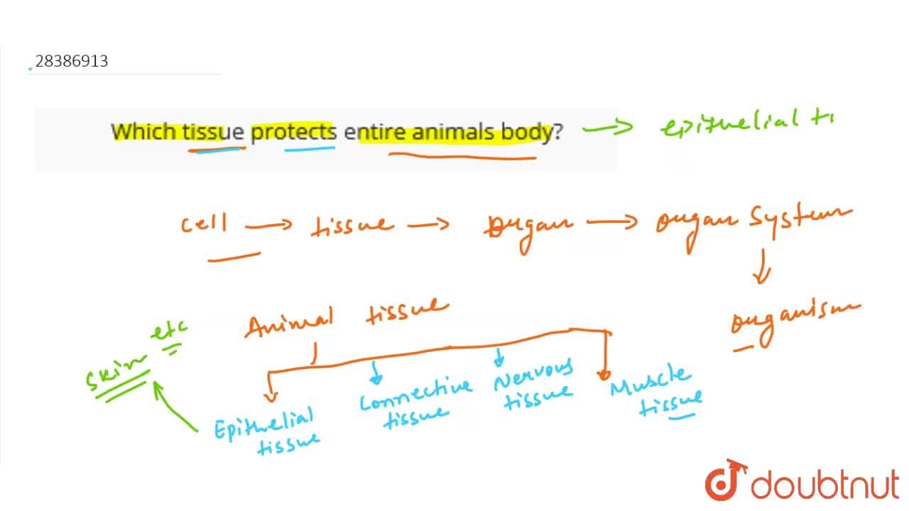 Which tissue protects entire animals body?