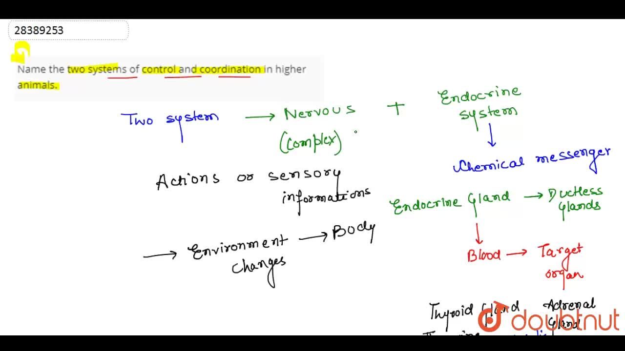 Name the two systems of control and coordination in higher animals.