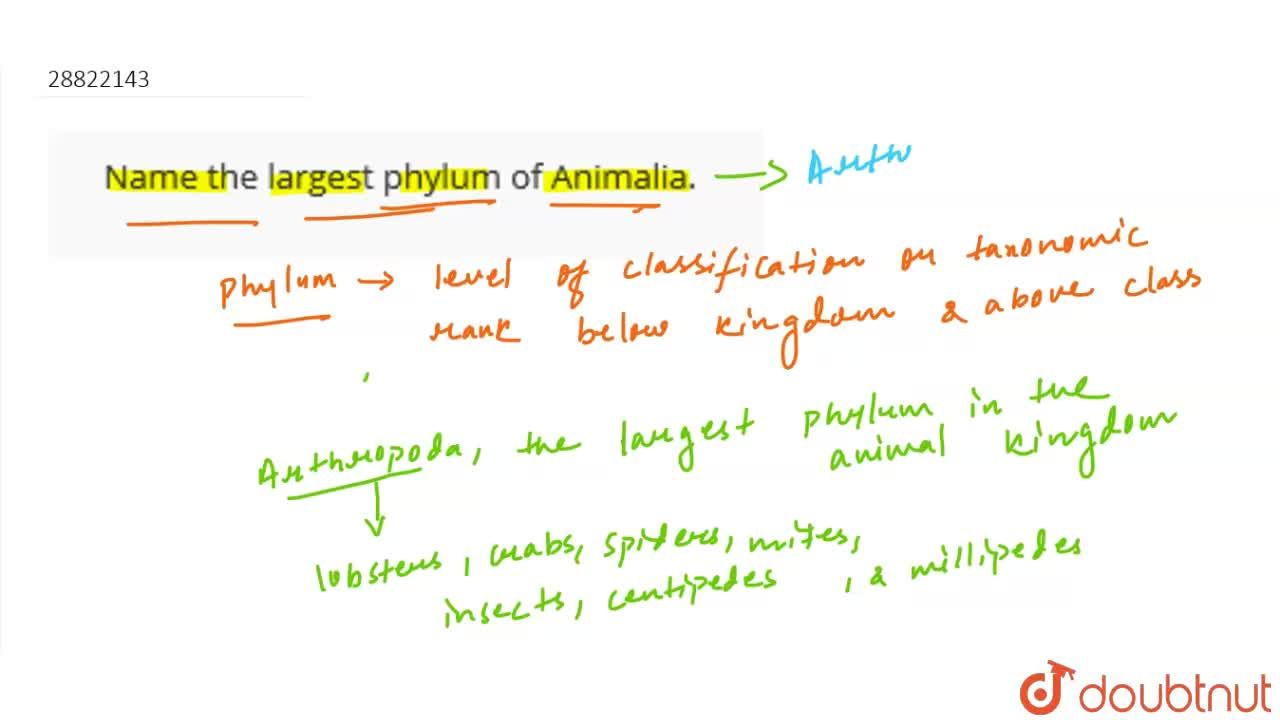 Name the largest phylum of Animalia.