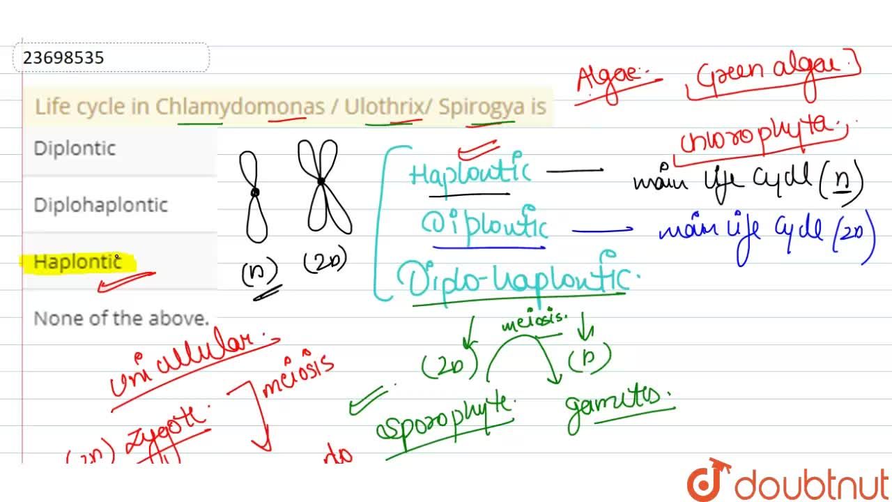 ulothrix life cycle