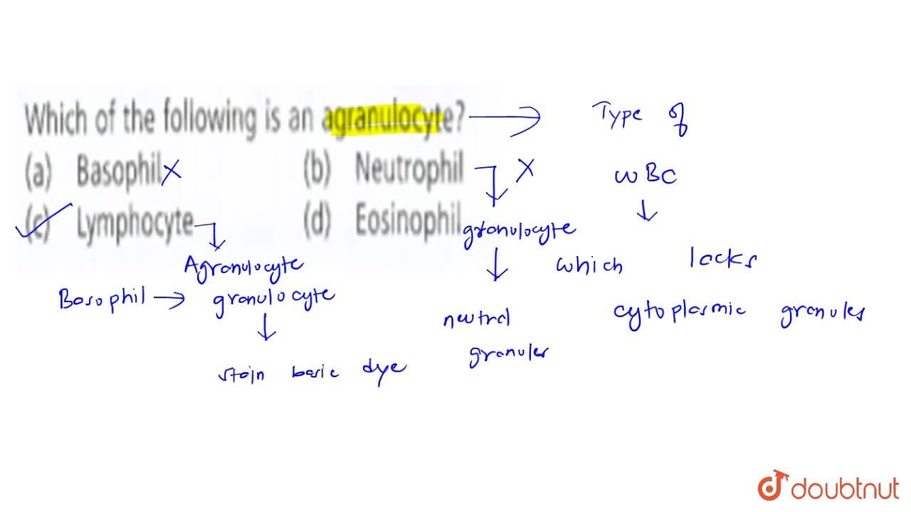 Which Of The Following Is An Agranulocyte ? Which Of The Following Is An Agranulocyte ?
