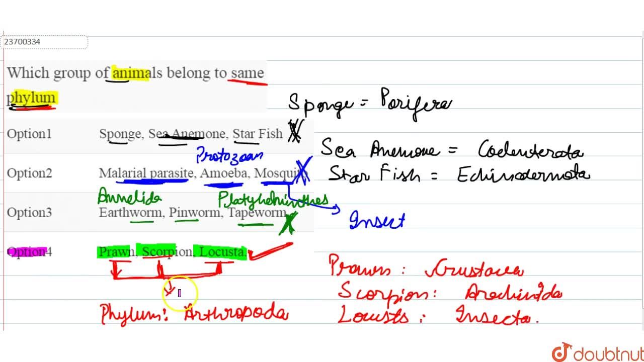 Which group of animals belong to same phylum Which group of animals belong to same phylum