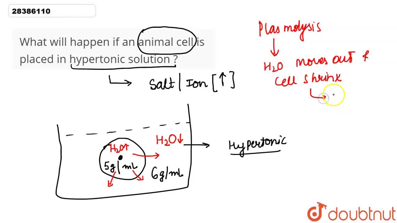 What will happen if an animal cell is placed in hypertonic solution ? What will happen if an animal cell is placed in hypertonic solution ?