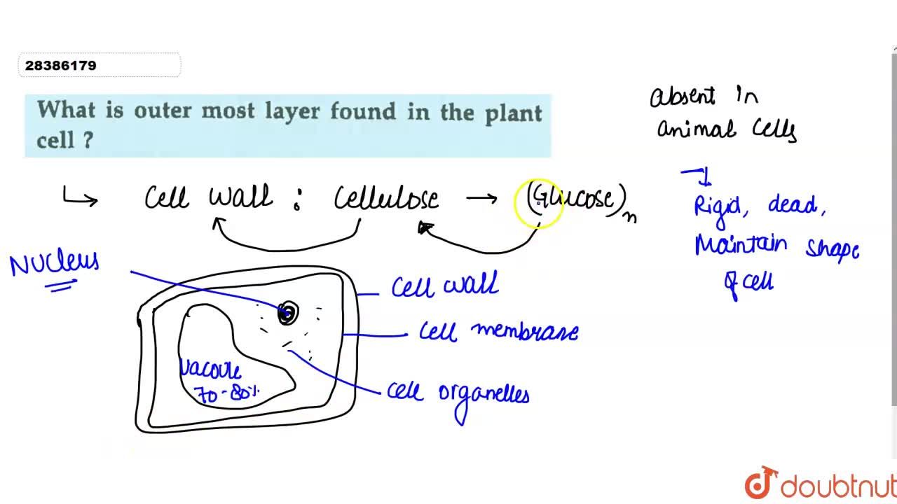 What is outer most layer found in the plant cell ?