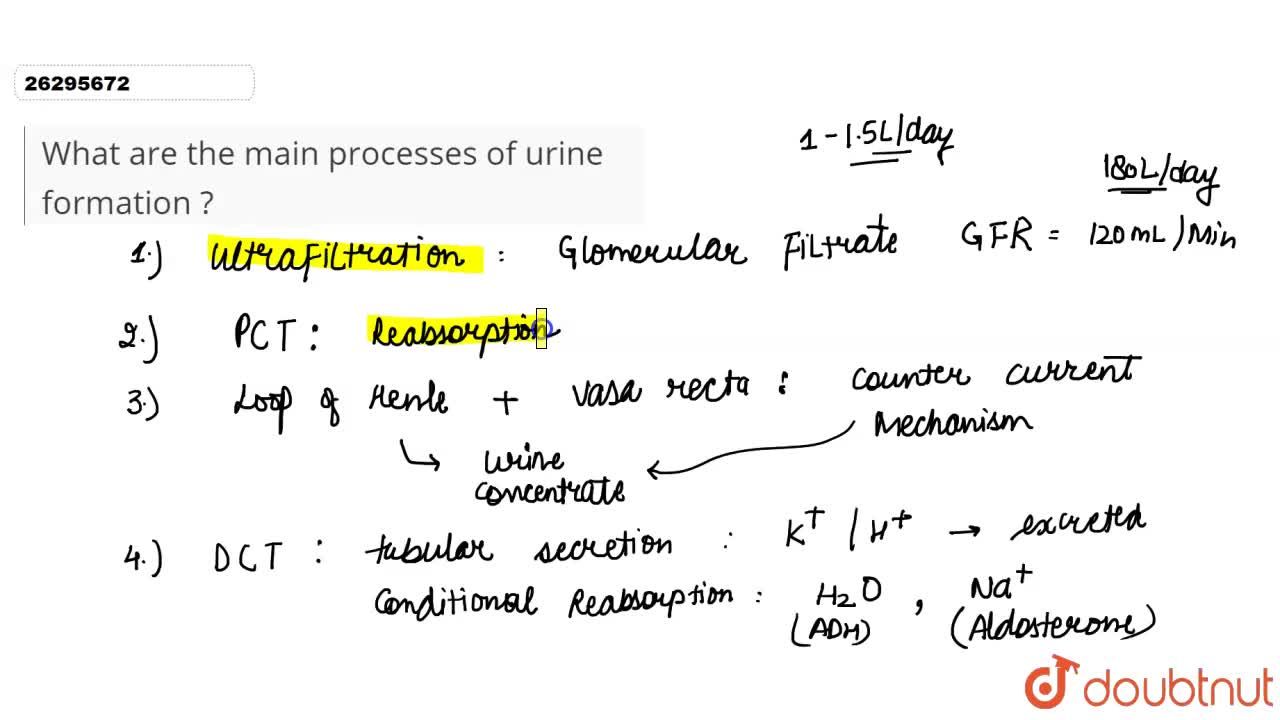 three processes involved in urine formation