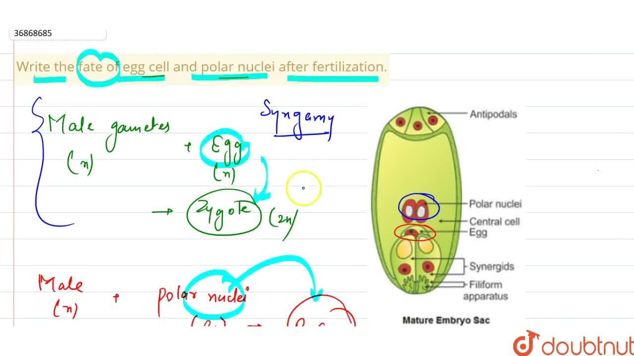 polar nuclei